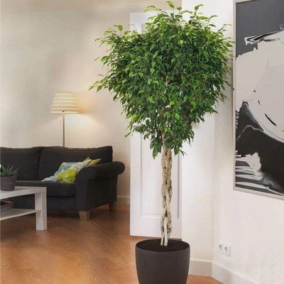 室内外植物选购 大型常绿装饰绿化植物 办公室会议室家用树 绿植盆栽